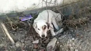 The dog laid in vain begging for help for days after being shot multiple times