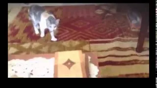 Funny Cats Video Funny Cat Videos Ever Funny Videos 2014 Funny Animals Funny Animal Videos 1