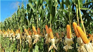 How to turn a Small Maize farm into a Million Dollar Profit | Demo Farm