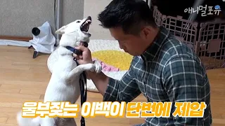 (Eng cc) 울부짖는 개를 단번에 제압하는 강형욱 훈련사 ㄷㄷ | A dog trainer decisively stops the howling dog | 개는 훌륭하다 방송