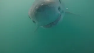 Diver w/Bang Stick Attacked by Great White