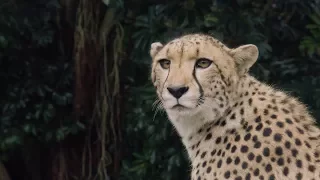 Cheetah Qia and Quartz arrive at Auckland Zoo!
