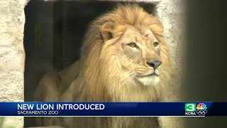 Sacramento Zoo welcomes a new lion