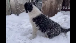 Что нового...у нас ВРЕМЕННО таджичка...посмотрим вместе)))