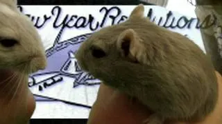 Gerbil's New Years Resolution