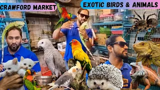 Crawford Market | Special Exotic Birds and Animals | Iguana | Birds | Macaw Birds | Cats & More