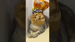 When You ask Your Mom for McDonalds 🤣 | Wholesome Animals