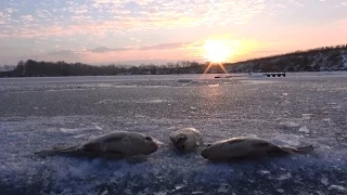 Ловля карася со льда. Рыбалка зимой от Михалыча