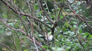 Mogelijke Grote Vale Spotvogel - Possible Upcher's Warbler