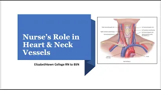 310 Heart Neck Vessels Assessment