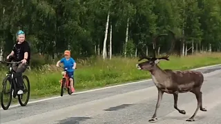 Yli-ii 마을을 지나다 만난 순록 Reindeer we met while passing through Yli-Ii area | 핀란드 8월