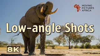 Exploring an UNDERGROUND Elephant Hide