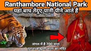 #ranthambore के जंगल में है यह 700 साल पुराना मंदिर जहां शेर,तेंदुए पानी पीने आते हैं | Zone no.5