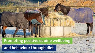 Webinar: Promoting positive equine wellbeing and behaviour through diet