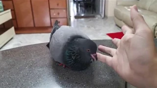 Pigeon as Pet