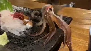 函館　活きいか刺しの踊り食い【Hakodate dancing squid in Hokkaido, Japan】