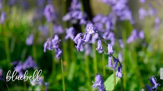 woodland wildflowers in Spring| wild garlic & bluebell