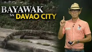 Isang "Bayawak" ang nakitang gumagala sa Davao City | Kaunting Kaalaman