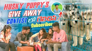 Husky Puppy's Give  Away Contest లో గెలిచిన Subscriber|entertainment |team@rishi_stylish_official