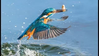 Amazing fishing kingfisher (slow motion)