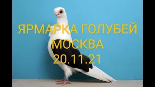 ЯРМАРКА ГОЛУБЕЙ. МОСКВА.20.11.21#ярмарка#голуби#рынок#pigeon#tauben