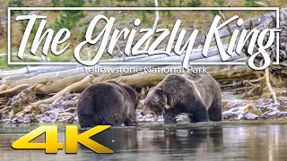 The Grizzly King | Giant Grizzlies fighting in Yellowstone National Park 4K