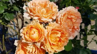 Сорт розы Полька-рослая,сильная,шипастая,но...КРАСИВАЯ -зацвела у подьезда на арке 19июня 2021 года