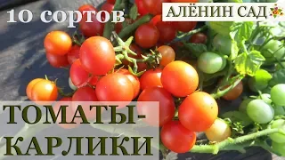10 лучших сортов томатов для балкона / Ампельные томаты / Особенности выращивания