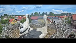 🤗Reakcja Polanków na obrzędy liturgiczne procesji Bożego Ciała 30.05.2024 r.- Bociany Polanów