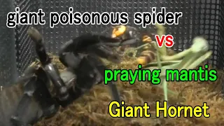 Giant poisonous spider vs praying mantis, giant hornet