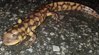 Tiger Salamander Madness and First Snake of The Year!