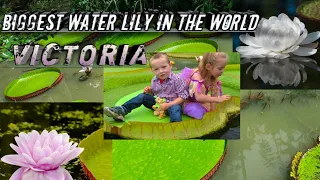 World largest water lily victoria amazonica 😱🌷#waterlily #nature #lily #victoria flower