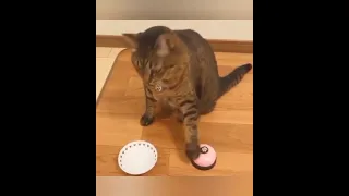Смешное видео с кошками Funny cats compilation SmileFun