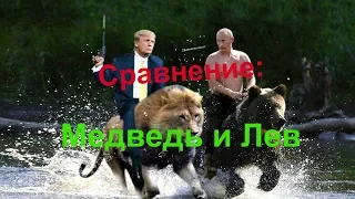 Сравнение: Медведь и Лев Gwadawa