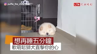 史上最強的可愛恐怖攻擊 短腿鬆獅犬與台階的戰爭