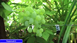 Разновидности сортов винограда на 26. 07. 2015