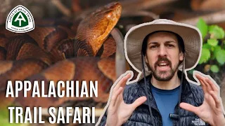 10 Animals you'll see on the Appalachian Trail [with Safari Steve]