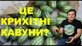 МЕЛОТРІЯ -НАЙЗАПАШНІШИЙ "ОГІРОК" У МОЄМУ ЖИТТІ