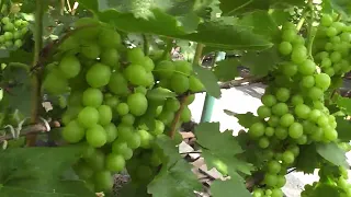 Сорт винограда "Боярин" - сезон 2022 # Grape sort "Boyarin" - season 2022