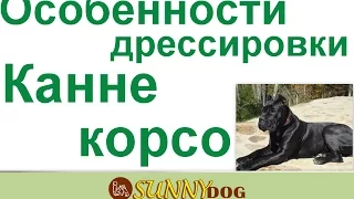 кане корсо особенности дрессировки