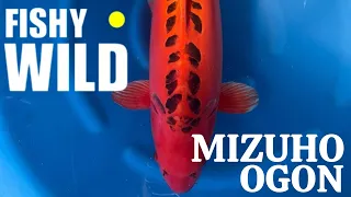 Ultimate Guide to Stunning Koi: Expert Tips and Breathtaking Footage!