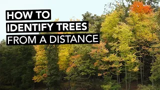 How To Identify Trees From A Distance