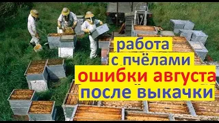 #Пчёлы в августе. Основные ошибки, и работа на пасеке после главного взятка и откачки мёда.