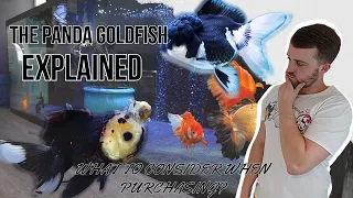 PANDA Goldfish | What you NEED to know before buying!