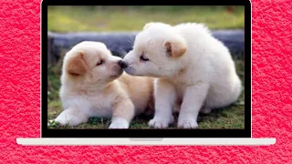 Cute And Funny Pet Videos Compilation 11 - Funny Dog Videos - Baby Dogs 8