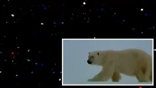 Polar bear sledging _ Wildlife Specials _ BBC