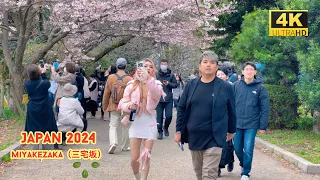 4k hdr japan travel 2024 | Cherry blossoms in Miyakezaka（三宅坂）Tokyo  |  Best sakura viewing place