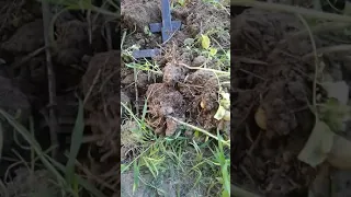 Быстро выкопать картофель лопатой Весна-осень.