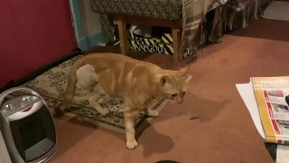 A Cat on Three Legs!