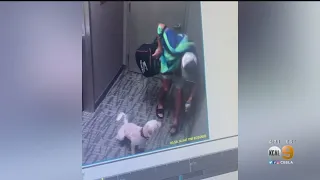 CEO Caught On Camera Allegedly Abusing Dog Charged